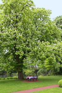 Kastanie der Biergartenbaum