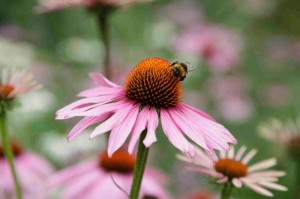 Rudbeckia Echinacea oder Sonnenhut
