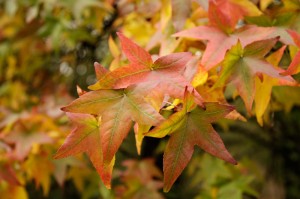 Amberbaum Liquidambar styraciflua
