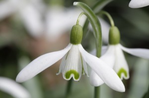 Galanthus nivalis, das Schneeglöckchen