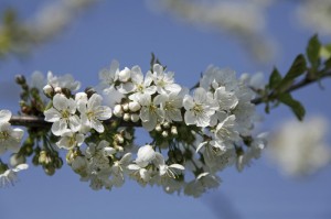 Süßkirsche - Prunus avium