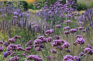Agastache und Verbena bonariensis