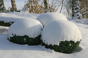 Buxux sempervirens grünt auch im Winter Buxus sempervirens