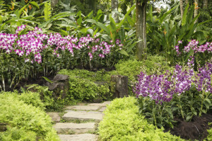 Botanischer Garten Singapur