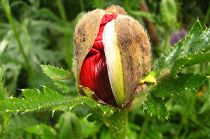 Papaver orientale