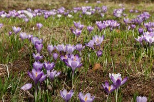 Krokusblüten - Krokus