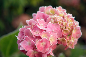 Hortensie im Wintergarten