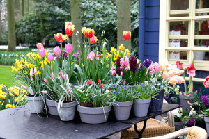 Tulpen in Töpfen