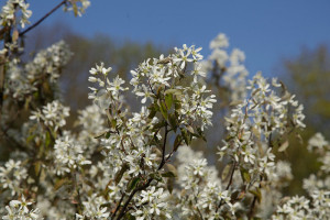 Amelanchier lamarckii - Felsenbirne