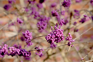 Der Liebesperlenstrauch - Callicarpa