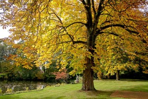 Kastanie - Rosskastanie im Herbstkleid