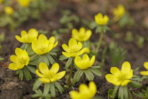 Eranthis hyemalis - Winterling