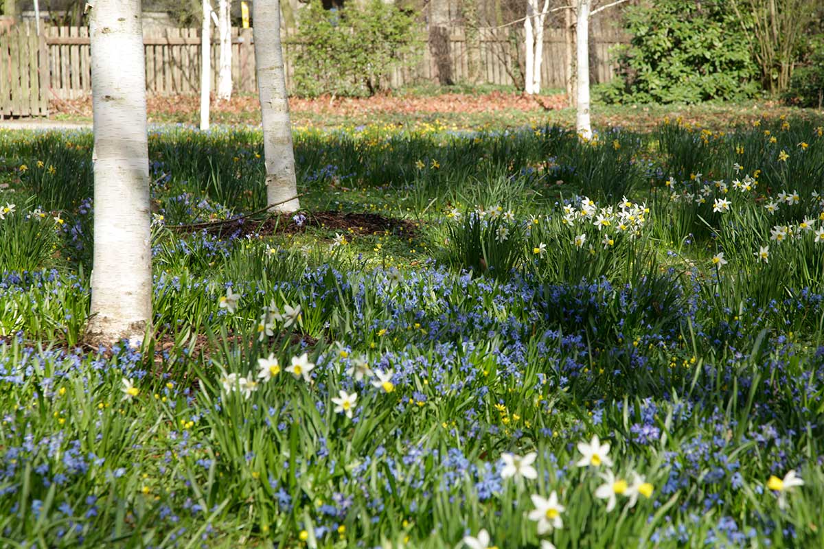 Blausternchen, Scilla sibirica