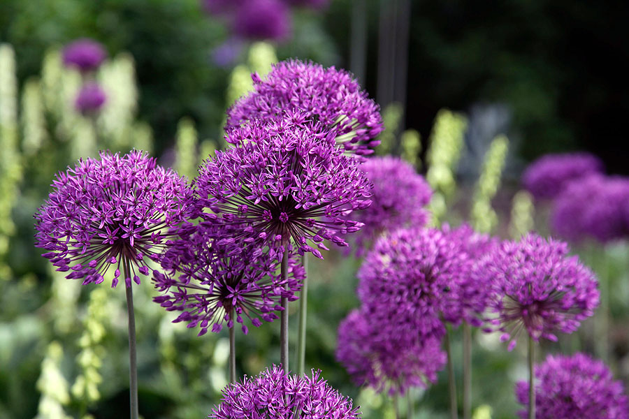 Zierlauch - Allium