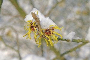 Zaubernussblüte - flower of hamamelis
