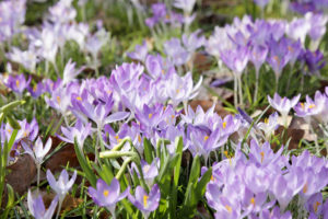 Crocus tommasinianus - Elfen-Krokus