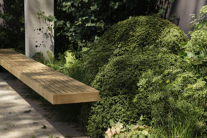 Ilex crenata als Ersatzpflanze für Buchsbaum