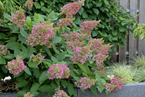 Rispenhortensie im Herbst